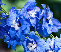 Delphinium Blue Bird Delphinium Cultorum 100 Bulk Seeds Fresh - £29.87 GBP