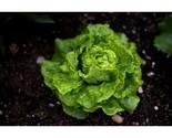 Tom Thumb Lettuce Seeds Non-Gmo Heirloom |300  Fresh Garden Seeds - $8.99