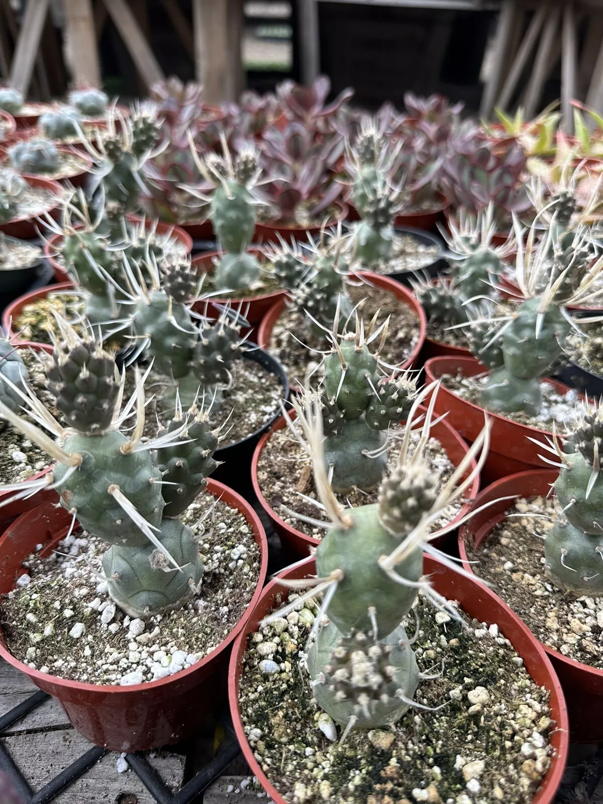 4” Pot Tephrocactus articulatus &#39;Paper Spine Cactus&#39; - £39.26 GBP