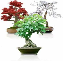 Seed Bonsai Bundle #3 Japanese Red Maple, Black Cherry, Tree of Life Seeds - £22.49 GBP