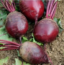 Beet Root Seeds- Detroit Dark Red- Perfect All Purpose Beets- Popular Heirloom - $3.11+