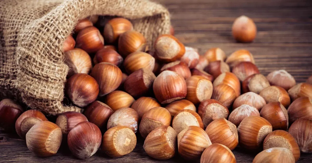 American Hazelnut Seeds (20) / ORGANIC / DELICIOUS / FLORIDA GROWN - $25.54