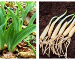 20 Seeds RAMSONS / WILD GARLIC Allium Ursinum Vegetable White Flower - £21.47 GBP