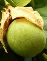 Passiflora Maliformis, Sweet Calebash passion flower edible fruit seed 10 SEEDS - $8.99