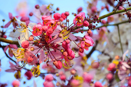 FG 5 Pink Shower Tree Cassia Javanica Rainbow Apple Blossom Pink White Yellow Se - £6.70 GBP
