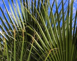 5 Green Saw Palmetto Serenoa Repens American Dwarf Palm Tree Shrub Edible Fruit  - £8.34 GBP