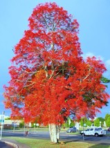 BPASTORE 50 Seeds Store Brachychiton Acerifolius Exotic Illawarra Flame Tree Flo - £19.86 GBP