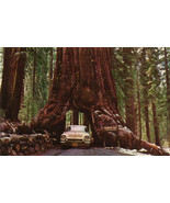 FA Store Redwood Giant Sequoia Tree Red Wood 45 Seeds *  - £7.16 GBP