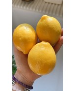 HT 10 Meyer Lemon Seeds Organic Nongmo Citrus Fruit Tree Garden Seeds - €11,19 EUR