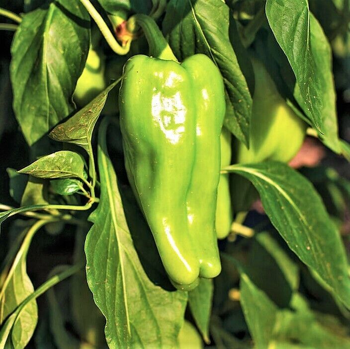 Cubanelle Pepper Sweet Green Cuban Mild Peppers Vegetable Easy To Grow G... - $12.89
