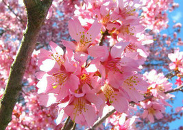 2 Okame Flowering Cherry trees - $15.95
