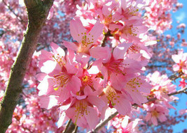 2 Okame Flowering Cherry trees - £12.61 GBP