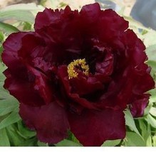 Rare Dark Red Monopetalous Louyang Peony Flower Seeds, Professional Pack, Strong - £8.75 GBP