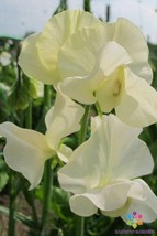 50 Pip&#39;s Cornish Cream Sweet Pea Seeds US Seller Fast Shipping - £4.09 GBP