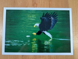 Vintage Postcard, Bald Eagle Hunting, Vancouver Island, British Columbia... - $4.75