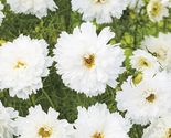 10 Seeds Double Dutch White Cosmos Flower - £7.70 GBP