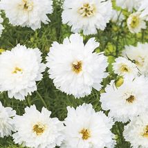 10 Seeds Double Dutch White Cosmos Flower - £7.60 GBP