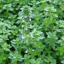 German Winter Common Thyme Seeds 1000 Herb Groundcover Garden - £3.28 GBP