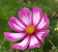 1Oz Cosmos Flower Seeds Candy Stripe Wildflowers (Approx 4500 Seeds) USA Seller  - £20.15 GBP