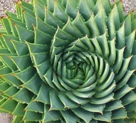 5 Seeds African Spiral Aloe Item image 2