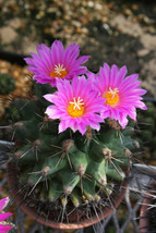 Thelocactus rinconensis sp freudenbergeri exotic cactus collector seed 100 SEEDS - $16.99