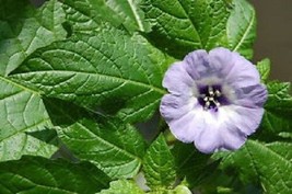 VP 100 Apple Of Peru Shoofly Plant Nicandra Physalodes Flower Seeds *Comb  - £2.29 GBP