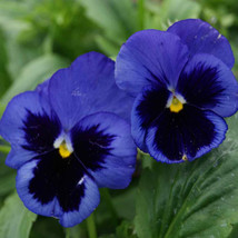 LWSTORE Pansy Ullswater Ii Deep Blue Seeds Swis Giant Long Stem For Cutting 2024 - $8.78