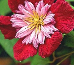 100 Pcs Mix Beautiful Clematis Flower Seeds #MNGS - £16.63 GBP