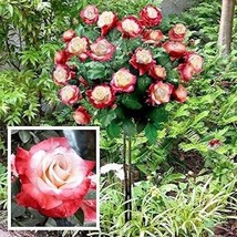Red white rose bouch seeds - 20 seeds - code 706 - $5.99