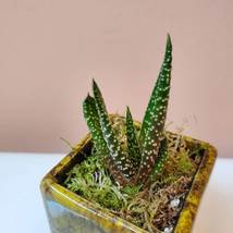 Live Succulent in Planter, Yellow Black Ceramic Pot with Gasteria Carinata image 3