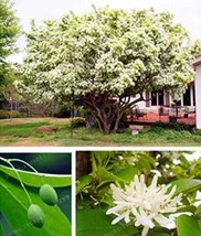 Fresh Seeds Tassels Seeds Chinese Fringe Tree - £8.42 GBP