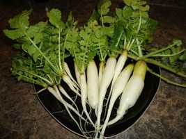 300 Daikon Radish Seeds- Minowase Garden Usa Shipping - £8.53 GBP