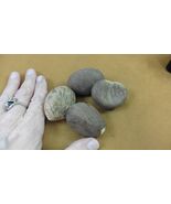 tn-19-8) 4 large natural Tagua Nut whole nuts craft Carving Dried plain ... - $458.41 MXN