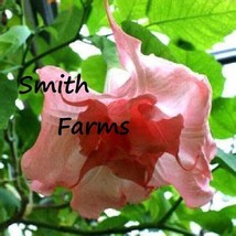 HSeeds 25+ Seeds Strawberry Milk Angel Trumpet Flowers Brugmansia - $6.95