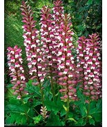 10 Of Bears Breeches Plant Seeds - £6.61 GBP