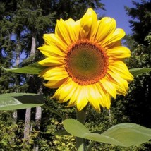 500 Seeds Organic Sunflower Mammoth Grey Stripe - £15.94 GBP