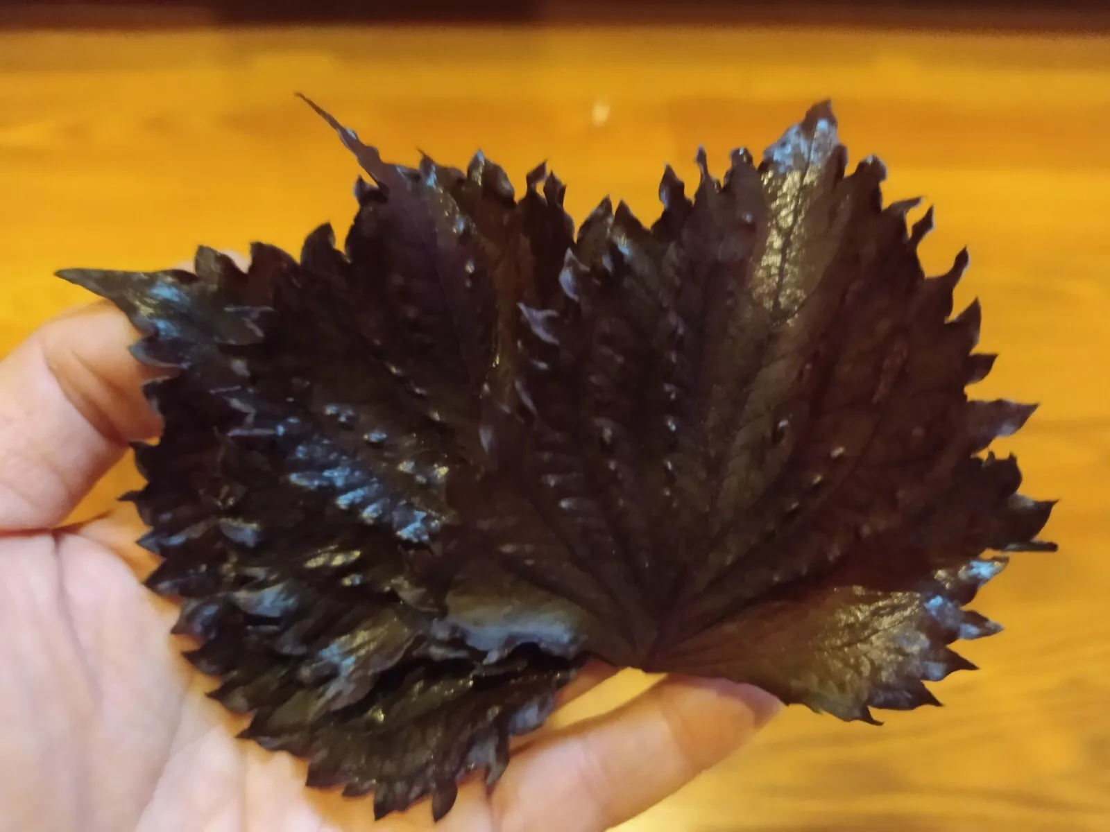 Purple Shisho, aka Japanese Perilla Seeds Grown in USA. 250 seeds - $8.98