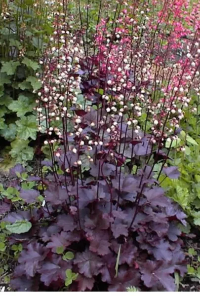 50 Palace Purple Heuchera / Coral Bells Micrantha Flower Seeds Fresh Garden - £7.07 GBP