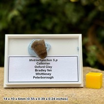 Rare Metriorhynchus Crocodile Tooth Fossil, Jurassic Era, Oxford Clay, B... - £112.89 GBP