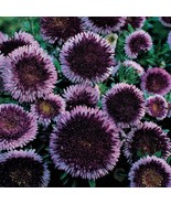 New Fresh Seeds Aster Seeds Aster Callistephus Tall Pompon Blue Moon Flo... - €11,32 EUR