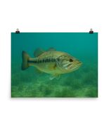Largemouth Bass Poster 18x24 – Freshwater Fishing Wall Art – Lake Decor ... - $19.50