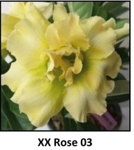 XX ROSE 03 Adenium Obesum Grafted Plant &quot;Desert Rose Plant *usa Seller* - £20.43 GBP