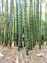 10 Giant Neotropical Bamboo Seeds Guadua Angustifolia Gua Duo Zhu Bamboo... - $12.15