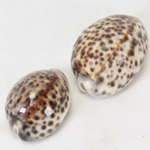 Cyprea Tigris Large Sea Shell Dark Brown Spots with Line  85mm and 72mm - $13.71