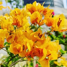 Bougainvillea Gold Yellow Color Rare Bonsai Live Flower Growing Plant Cu... - $357.46 MXN+