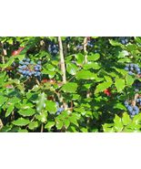 20 Seeds Tall Oregon Grape - £7.70 GBP