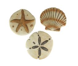 Set of 3 Cement Sea Shell Wall Hanging Sand Dollar Starfish Scallop Sculptures - £42.80 GBP