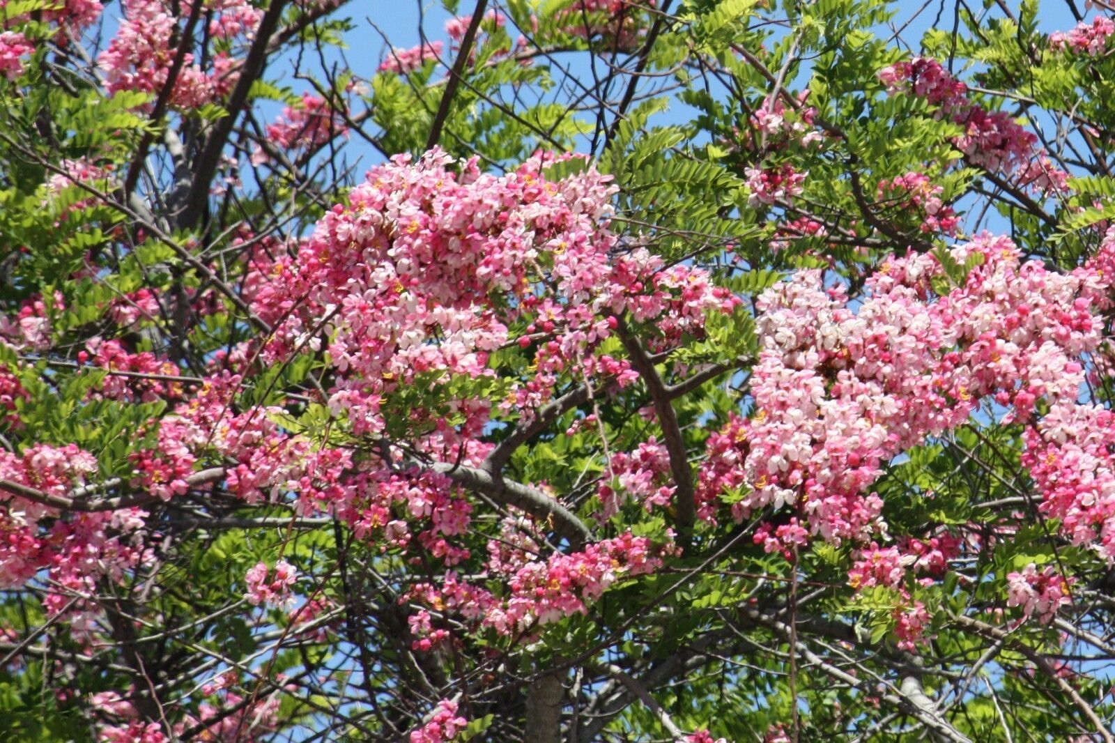 Cassia Javanica Pink Cassia Pink Flowers 5 seeds Fresh Gardening - $17.96