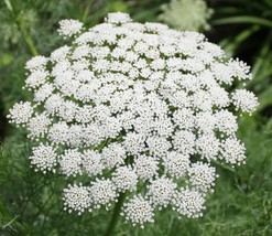 1000 Bishop Flower Seeds Wildflower Queens Anne&#39;S Lace Summer Garden ContainerFr - £6.59 GBP