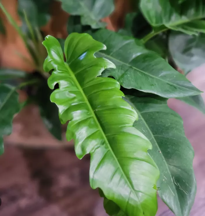 philodendron jungle boogie, Tiger tooth, Henderson&#39;s Pride live plant in... - $34.99